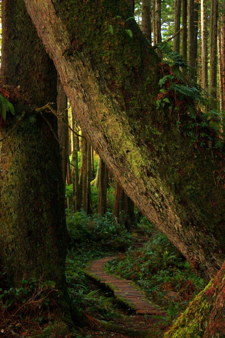Enchanted Forest Gavesett